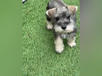 Schnauzer Nain thumbnail 8