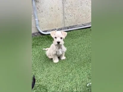 Schnauzer Nain thumbnail 3