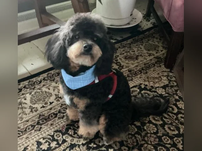 Caniche toy, 1 an