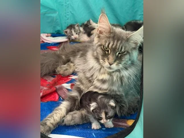 Maine coon mâle polydactyle thumbnail 9