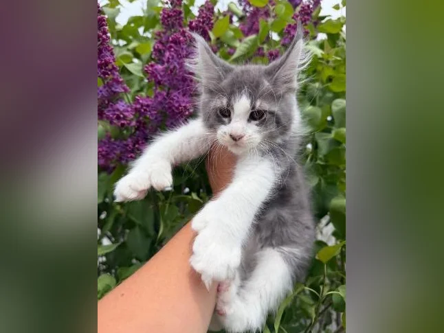 Maine coon mâle polydactyle thumbnail 6