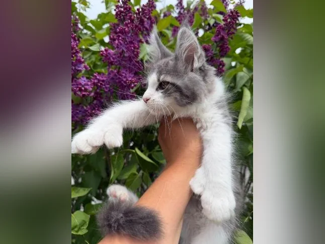 Maine coon mâle polydactyle thumbnail 5