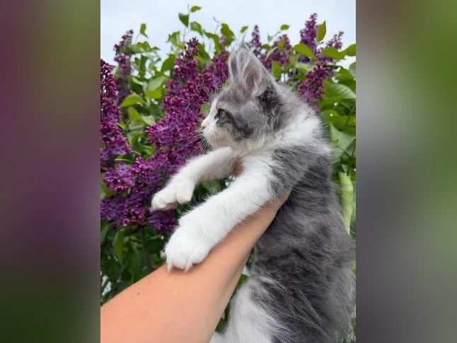 Maine coon mâle polydactyle thumbnail 2