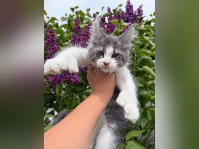 Maine coon mâle polydactyle thumbnail 4