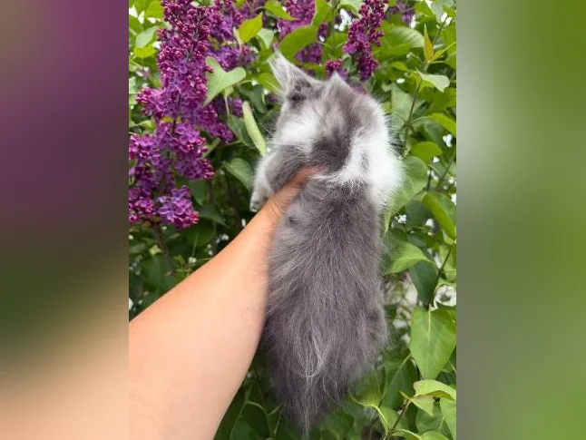 Maine coon mâle polydactyle thumbnail 3