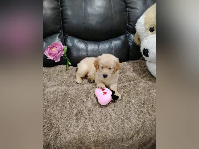 Chiot Golden retriever prêt a partir thumbnail 3