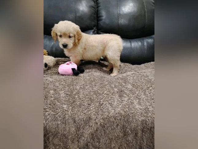 Chiot Golden retriever prêt a partir thumbnail 2