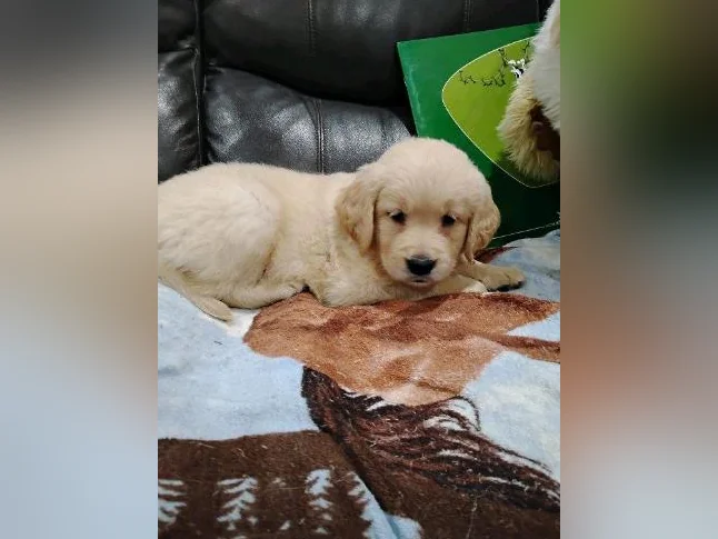 Chiot Golden retriever prêt a partir