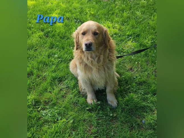 Chiot Golden retriever prêt a partir thumbnail 6
