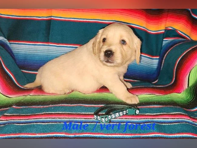 Chiot Golden retriever prêt a partir thumbnail 4