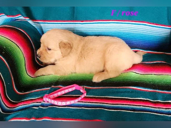 Chiot Golden retriever prêt a partir thumbnail 5