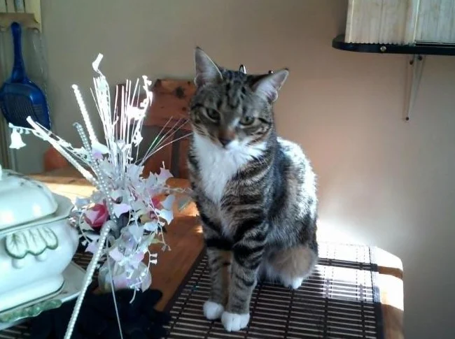 petit chat mal