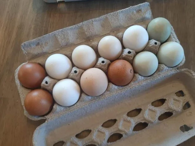 Livraison d oeufs frais