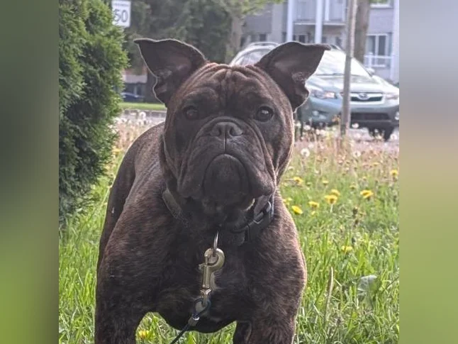 Bulldog francais