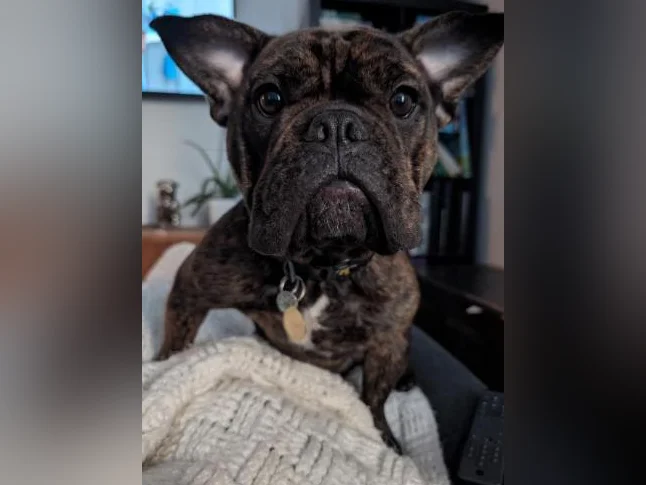 Bulldog francais thumbnail 3