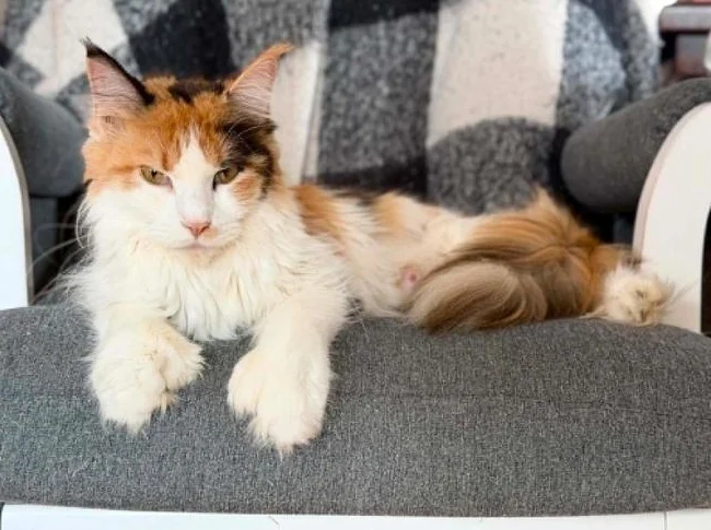 Maine coon pure race thumbnail 6