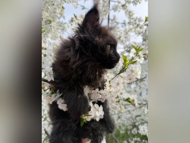Maine coon pure race