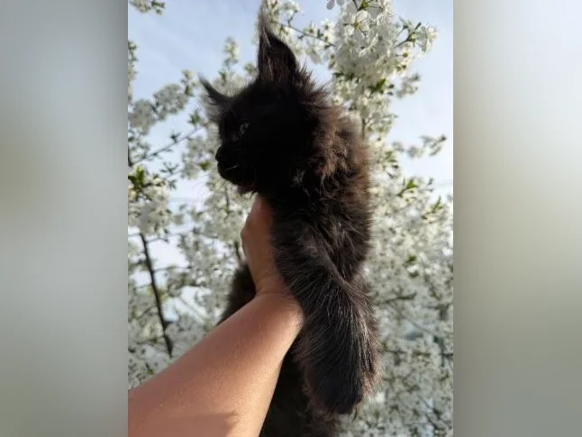 Maine coon pure race thumbnail 2