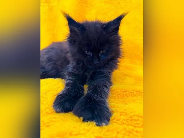 Maine coon pure race thumbnail 4