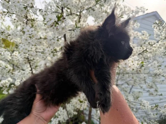 Maine coon pure race thumbnail 3