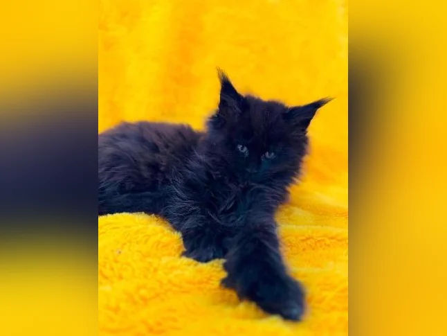 Maine coon pure race thumbnail 5