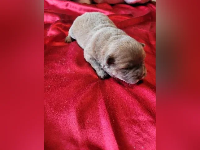 Chiot chowchow thumbnail 3