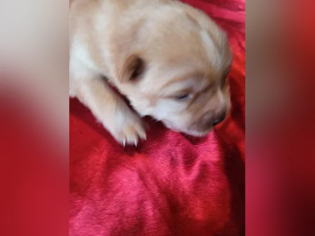 Chiot chowchow thumbnail 2