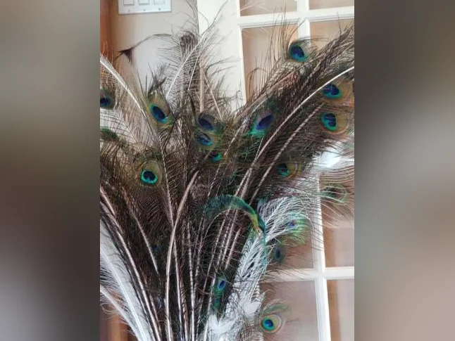 Plumes de Paons de différentes couleurs! thumbnail 3