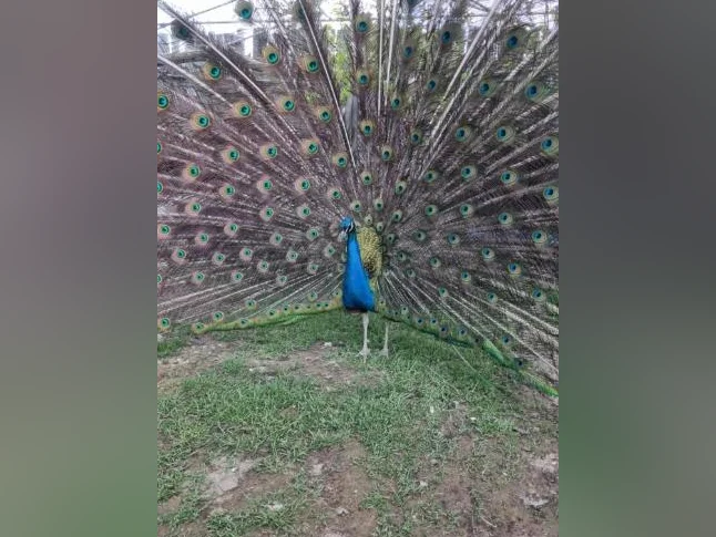Plumes de Paons de différentes couleurs!