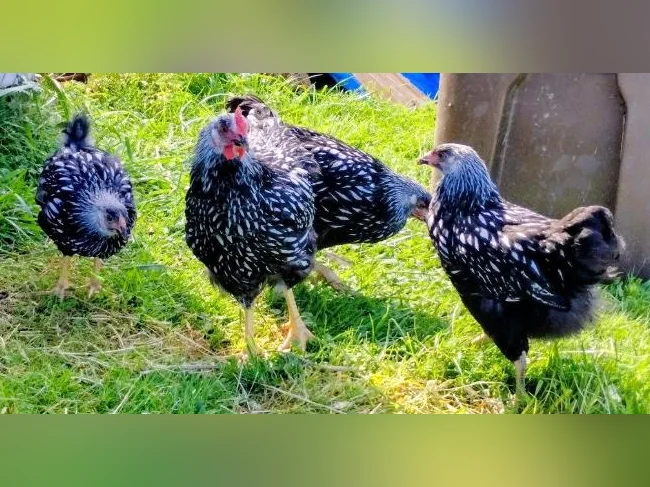 Jeune poule Wandotte Black Lacé Silver thumbnail 2