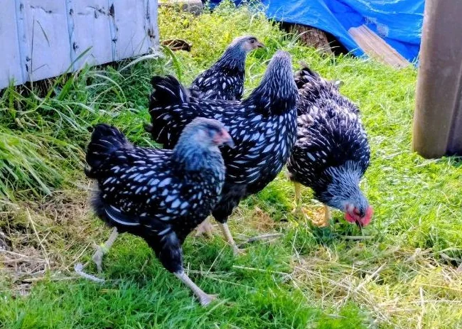 Jeune poule Wandotte Black Lacé Silver