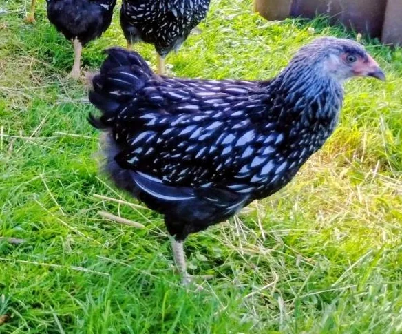 Jeune poule Wandotte Black Lacé Silver thumbnail 4