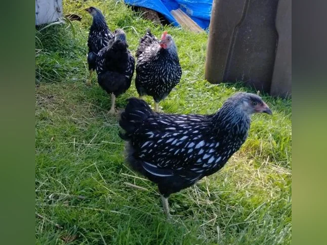 Jeune poule Wandotte Black Lacé Silver thumbnail 5