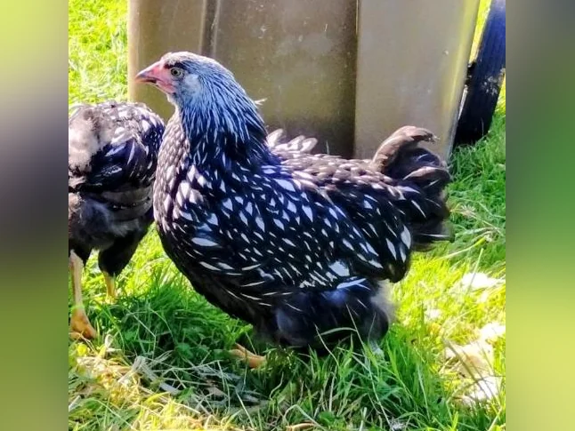 Jeune poule Wandotte Black Lacé Silver thumbnail 3