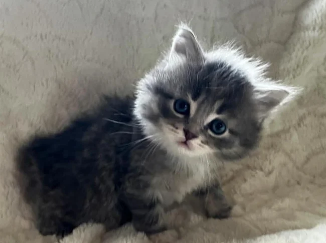 Chatons magnifiques a vendre thumbnail 2