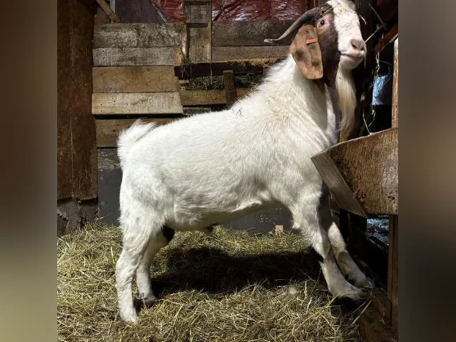 PAZ - magnifique bouc BOER reproducteur à vendre