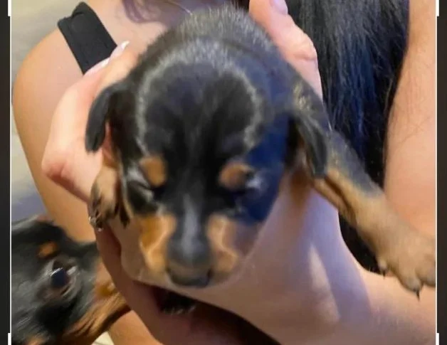 2 femelles et 2 mâles Pinscher nain noir et feu