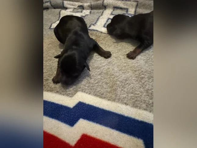 2 femelles et 2 mâles Pinscher nain noir et feu thumbnail 2