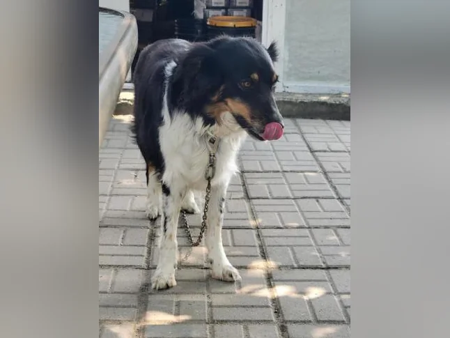 Border Collie
