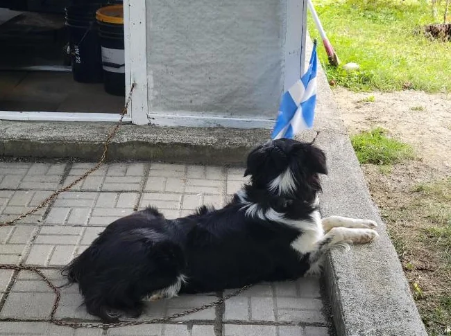 Border Collie thumbnail 3