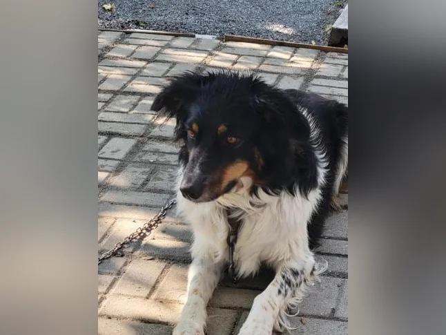 Border Collie thumbnail 2