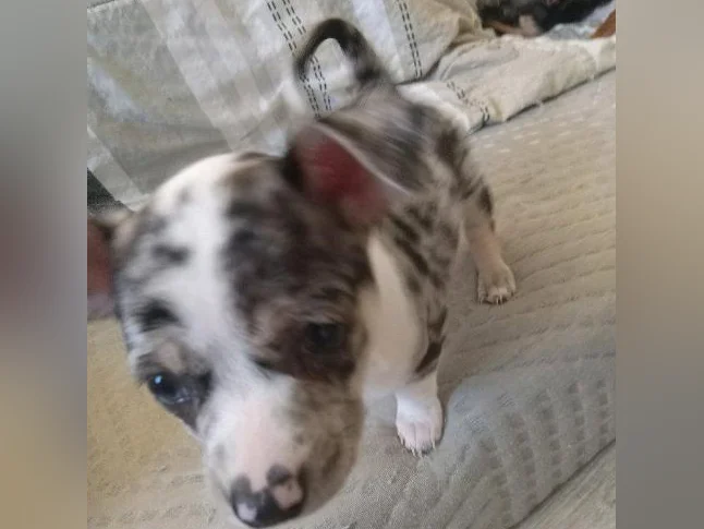 Chihuahua thumbnail 3