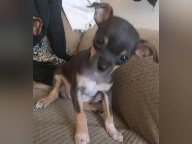 Chihuahua