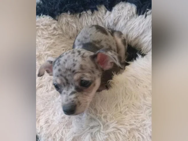 Chihuahua thumbnail 2