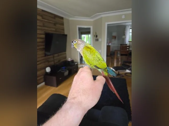 Conure manipulable et très social