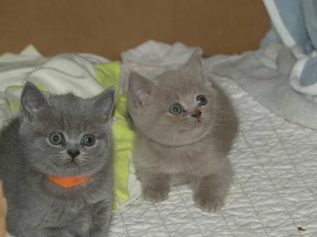 British Shorthair bébés