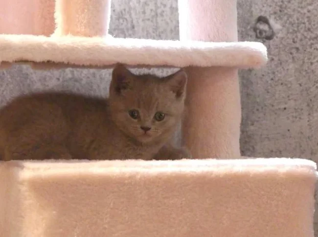 British Shorthair bébés thumbnail 4