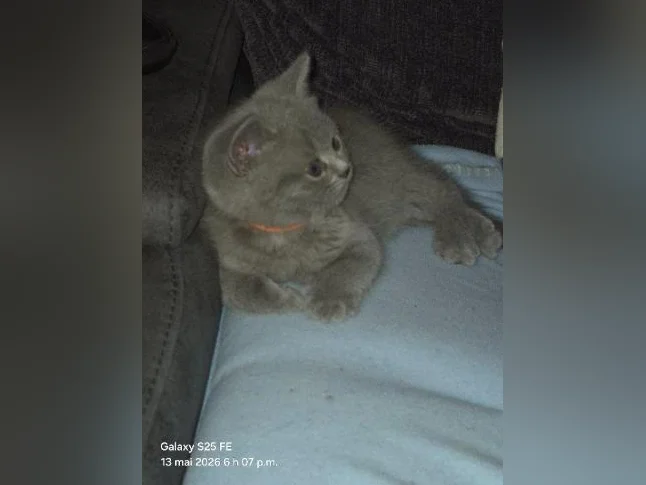 British Shorthair bébés thumbnail 5