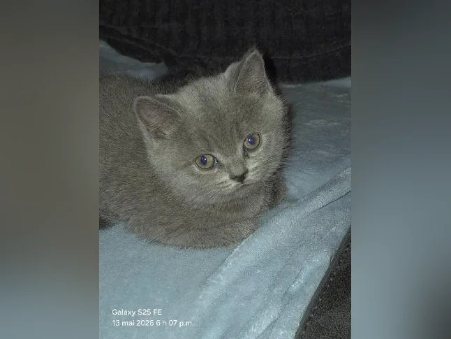British Shorthair bébés thumbnail 6
