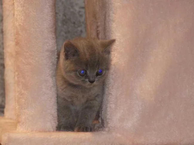 British Shorthair bébés thumbnail 2
